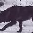 Stunning Rare Black Wolf In Northern Minnesota