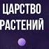 Систематика растений Биология 6 класс Царство растений Классы Цветковых Однодольные и двудольные