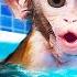 Monkey Baby Bon Bon Opens Surprise Colorful Eggs Nemo Fish With Ducklings At The Pool Kudo Maymun