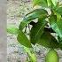 How To Grafting Mango Trees With Aloe Vera To Get Fast Fruit In A Short Time