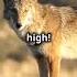 10 Surprising Facts About Coyotes You Didn T Know Naturelovers Animals Facts