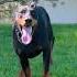 Doberman Dog Barking Dog Doberman Dobermanpinscher