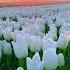 Oq Lolalar White Tulips Белые Тюльпаны Nature Naturesounds Travel Natureworld Tulip Shorts