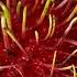 How To Cut And Eat Rambutan Fruit Rambutan Fruit Taste Is Good