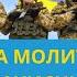 ДУЖЕ СИЛЬНА МОЛИТВА ЗА УКРАЇНЬСКИХ ВОЇНІВ Читайте її разом зі мною та допоможемо нашим захисникам