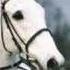 Desert Orchid