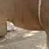 My Cute Cow Vidio Cow And Bell Love Vidio 2023 Muontin Animals Vidio Africa Animals Vidio