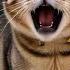 Angry Cats Meowing Loudly Cat Voice Sound Effect Cats Growling Sounds