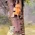 Narrow Escape Can The Monkey Outsmart The Tiger S Deadly Chase