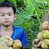 The Boy Harvested Fruit To Sell And Earn Money To Buy Food OphansBoysDailyLife