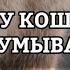 ПОЧЕМУ КОШКИ ПОСТОЯННО УМЫВАЮТСЯ