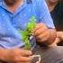 Excellent Skill Wiring A Bonsai Tree HappyFarm85 Satisfying Shorts