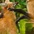 Maned Wolf Facts Get To Know The Endangered Species Maned Wolf Documentary