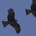 Black Kites