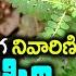 న ల ఉస ర గ ర చ ఈ న జ ల త ల స త అస సల వద ల ప ట టర Nela Usiri Uses In Telugu Kskhome