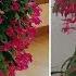 HOW TO GROW A BIGGER CHRISTMAS CACTUS