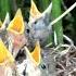 Гнездо с птенцами в крапиве Камышовка болотная Marsh Warbler