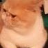 Angry Cat Introducing The Dangerous Exotic Shorthair