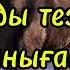 Тұлпарды тезегінен таныған 10 жасар Қанай