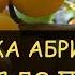 Абрикос Жёсткая обрезка абрикоса до пеньков часть 1 начало