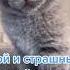 Я злой и страшный серый волк Безумно милый маленький Котенок Cute Cat BabyCat Kitten