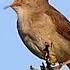 One Hour Relaxing Birdsong The Nightingale