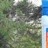 How To Save Your Diseased Pine Trees