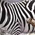 Brave Zebra Fights Off Five Crocodiles And Survives