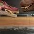 Spinosaurus Got Violated By Tyrannosaurus Rex Tyrannosaurusrex Spinosaurus