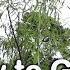 How To Grow A Weeping Willow Salix Babylonica Fast Growing Graceful Tree