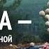 Обида мой тормоз земной Системно векторная психология Юрий Бурлан