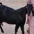 Goat Farming In Pakistan Sabirgoatfarm Naveedgoatfarm Trending