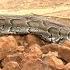 Residents Of Baringo Shocked As Python Appears After The Burial Of A Snake Charmer