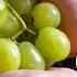 How To Clean Grapes Remove Pesticides Bacteria On Grapes In 3 Easy Ways No Chemical Methods