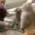 Monkey Grabs Knife The Lion Sleeps Tonight Meme