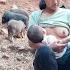 Breastfeeding And Daily Life On A Pig And Chicken Farm In Vietnam