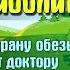 Доктор Айболит часть 1 Путешествие в страну обезьян глава 5 друзья доктора Аудиосказка