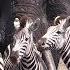 Watch Beautiful Elephant And Zebra Friendship