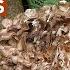 Foraging Maitake Mushrooms