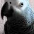 Amazing Talking Parrot Swearing Parrot