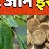 Strychnine Tree Benefits य ब ज ठ क म त र म नह ख य त ह सकत ह म त ज न उसक न म Local18