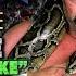 2014 WWE Hall Of Fame Inductee Jake The Snake Roberts Raw Jan 27 2014