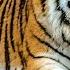 Tiger King Tiger Growling Sound Tiger Roar Sound Must Watch Animal Lover