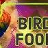 Bird Food DJ Freedem My Audio Library No Copyright Music