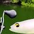 Fishing A BIG Swimbait For Pond MONSTERS