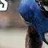 Calvin Johnson MEGATRON NFL Legends Highlights