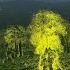 Minmini Fireflies Billions Of Synchronous Fireflies At The Anamalai Tiger Reserve