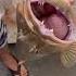 PARASITE Inside Fishes Nostril Nature Is Crazy Fishing Trout Shorts Interesting