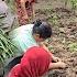 PAK APIK MARAH GARA TERONG WOW PANEN RAYA BUAH DAN SAYURAN DI KEBUN HASILNYA SAK UMBRUK