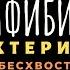 Класс земноводные или амфибии Биология 7 класс Земноводные животные Строение отличия ЕГЭ